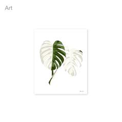 Variegated Monstera S