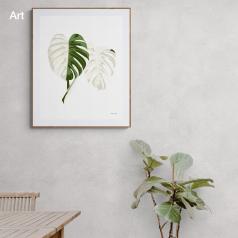 Variegated Monstera M